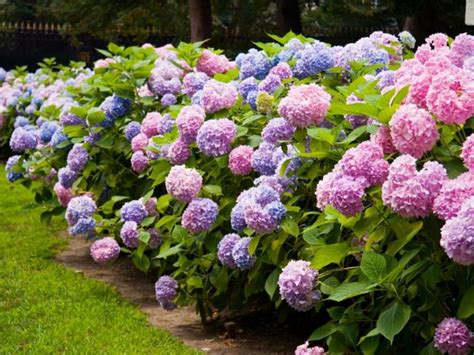 The Elegance and Grace of Magical Concerto Hydrangea